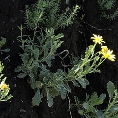 Osteospermum scariosum