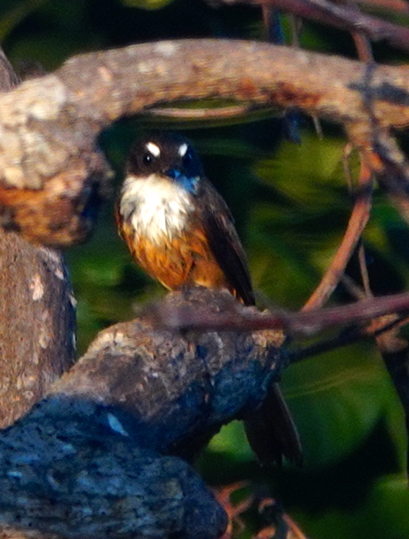 Cinnamon-tailed Fantail illustration