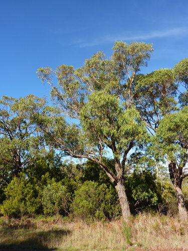 Eucalyptus splendens