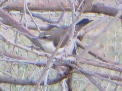 Anthreptes orientalis