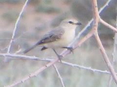 Bradornis microrhynchus