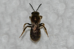 Lasioglossum gotham