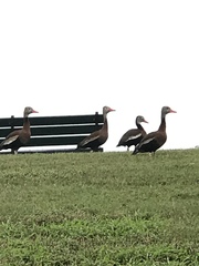 Dendrocygna autumnalis