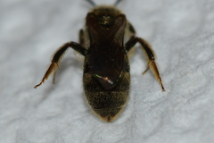 Lasioglossum gotham