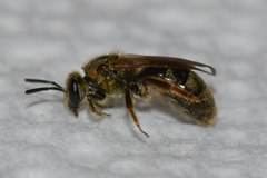 Lasioglossum gotham