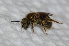 Lasioglossum gotham