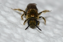 Lasioglossum gotham