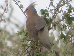 Urocolius macrourus