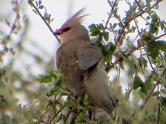 Urocolius macrourus