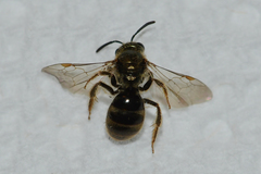 Lasioglossum gotham
