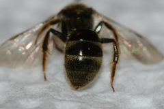 Lasioglossum gotham