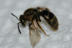 Lasioglossum gotham