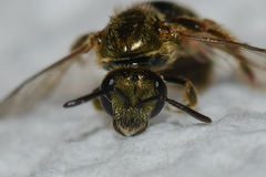 Lasioglossum gotham