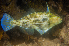 Rough Leatherjacket photo 2