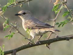 Bradornis microrhynchus