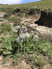 Berkheya purpurea