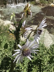 Berkheya purpurea
