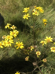 Senecio inornatus