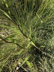 Senecio inornatus