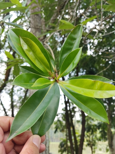 Cratoxylum arborescens observed 2023-10-28