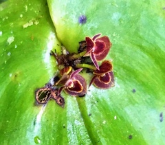 Pleurothallis cordata