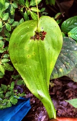 Pleurothallis cordata