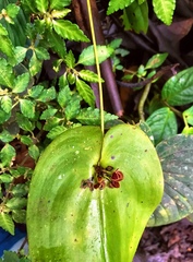 Pleurothallis cordata
