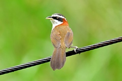 Taiwan Scimitar-Babbler photo 3