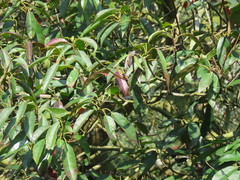 Elaeocarpus japonicus