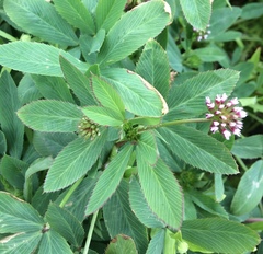 Trifolium palmeri
