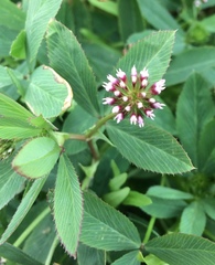 Trifolium palmeri