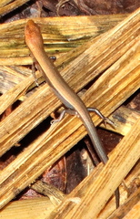Panaspis wahlbergii