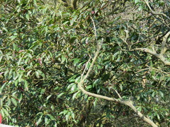 Elaeocarpus japonicus