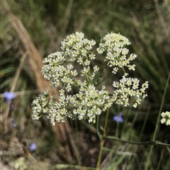 Pimpinella caffra