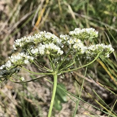 Pimpinella caffra