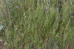 Festuca microstachys