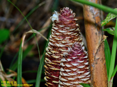 Zingiber pachysiphon