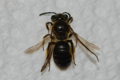 Andrena fenningeri