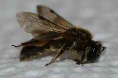 Andrena fenningeri
