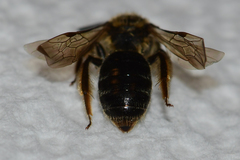 Andrena fenningeri