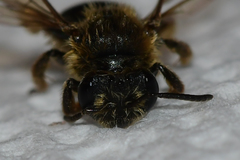 Andrena fenningeri