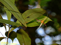 Bulbophyllum macrochilum