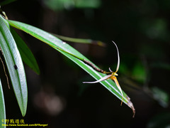 Bulbophyllum macrochilum