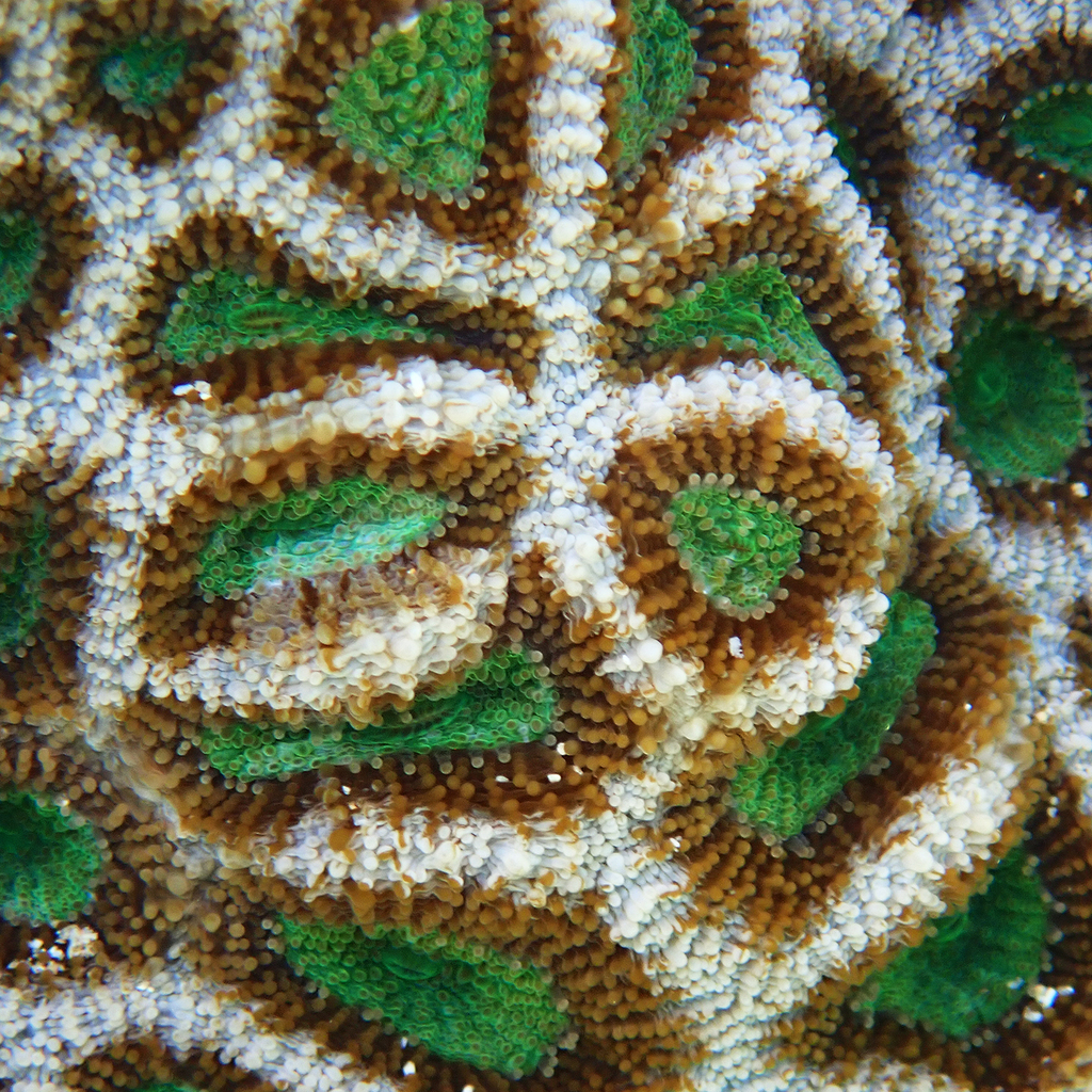 Bowerbank's Cup Coral