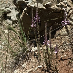 Striga bilabiata bilabiata