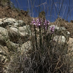 Striga bilabiata bilabiata