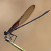 Canyon Rubyspot - Photo (c) Cameron Eckert, some rights reserved (CC BY-NC), uploaded by Cameron Eckert