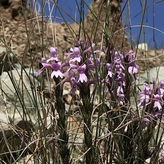 Striga bilabiata bilabiata