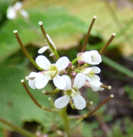 Cardamine umbellata