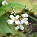 Siberian Bittercress - Photo (c) Connor, some rights reserved (CC BY-NC), uploaded by Connor